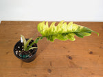 Philodendron Narrow 'Jungle Boogie' Variegated - Exact Plant #20A - 6 inch pot