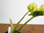 Philodendron Narrow 'Jungle Boogie' Variegated - Exact Plant #20A - 6 inch pot