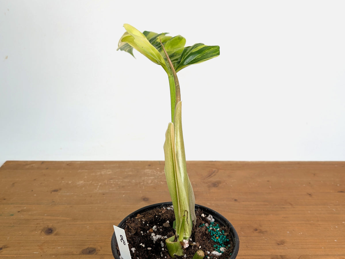 Philodendron Narrow 'Jungle Boogie' Variegated - Exact Plant #20A - 6 inch pot