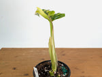 Philodendron Narrow 'Jungle Boogie' Variegated - Exact Plant #20A - 6 inch pot