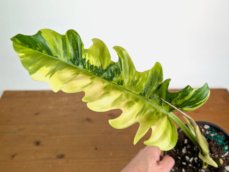 Philodendron Narrow 'Jungle Boogie' Variegated - Exact Plant #20A - 6 inch pot