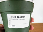 Philodendron Narrow 'Jungle Boogie' Variegated - Exact Plant #20B - 4 inch pot