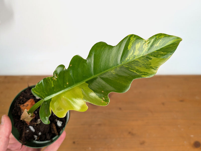 Philodendron Narrow 'Jungle Boogie' Variegated - Exact Plant #20B - 4 inch pot
