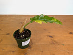 Philodendron Narrow 'Jungle Boogie' Variegated - Exact Plant #20B - 4 inch pot