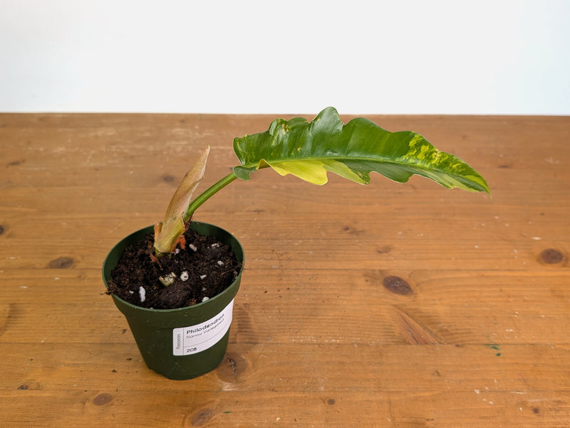 Philodendron Narrow 'Jungle Boogie' Variegated - Exact Plant #20B