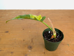 Philodendron Narrow 'Jungle Boogie' Variegated - Exact Plant #20B - 4 inch pot