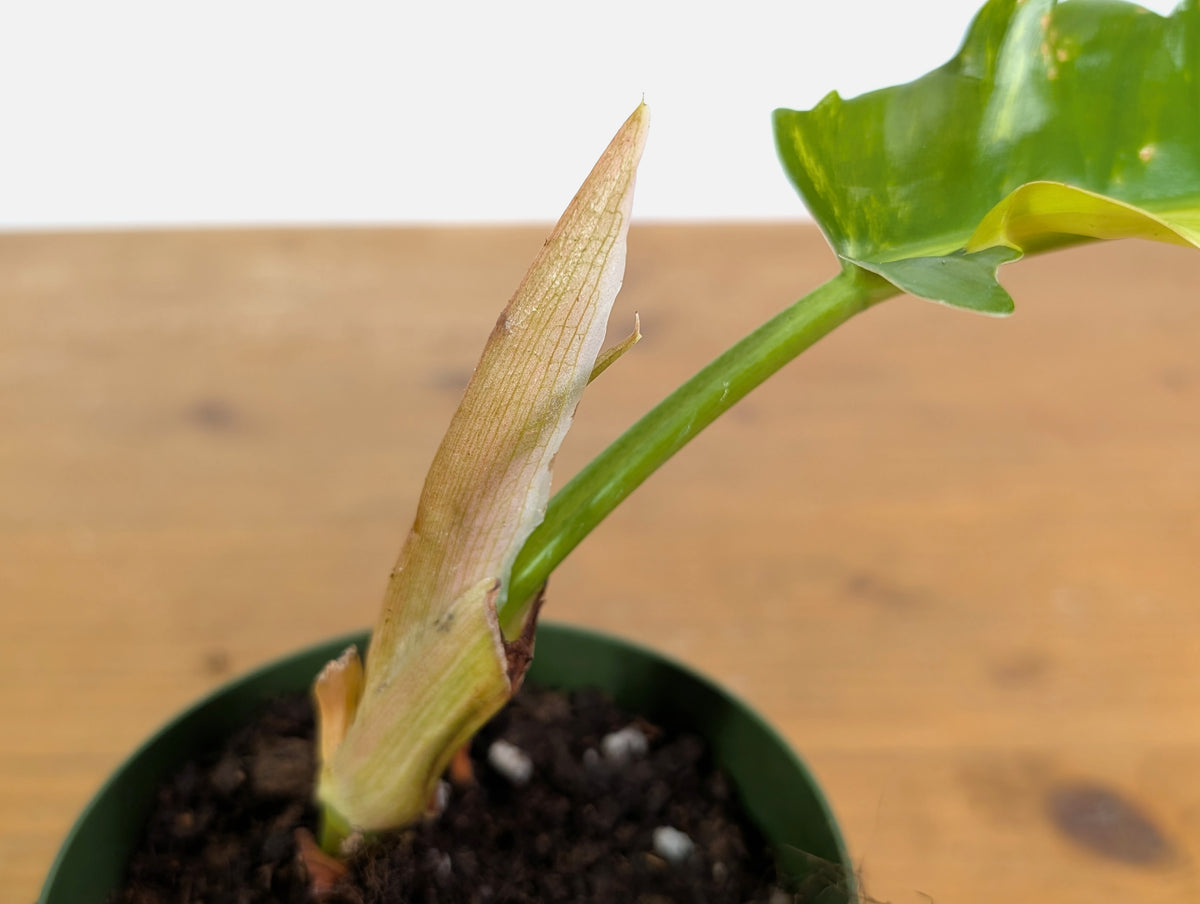 Philodendron Narrow 'Jungle Boogie' Variegated - Exact Plant #20B - 4 inch pot