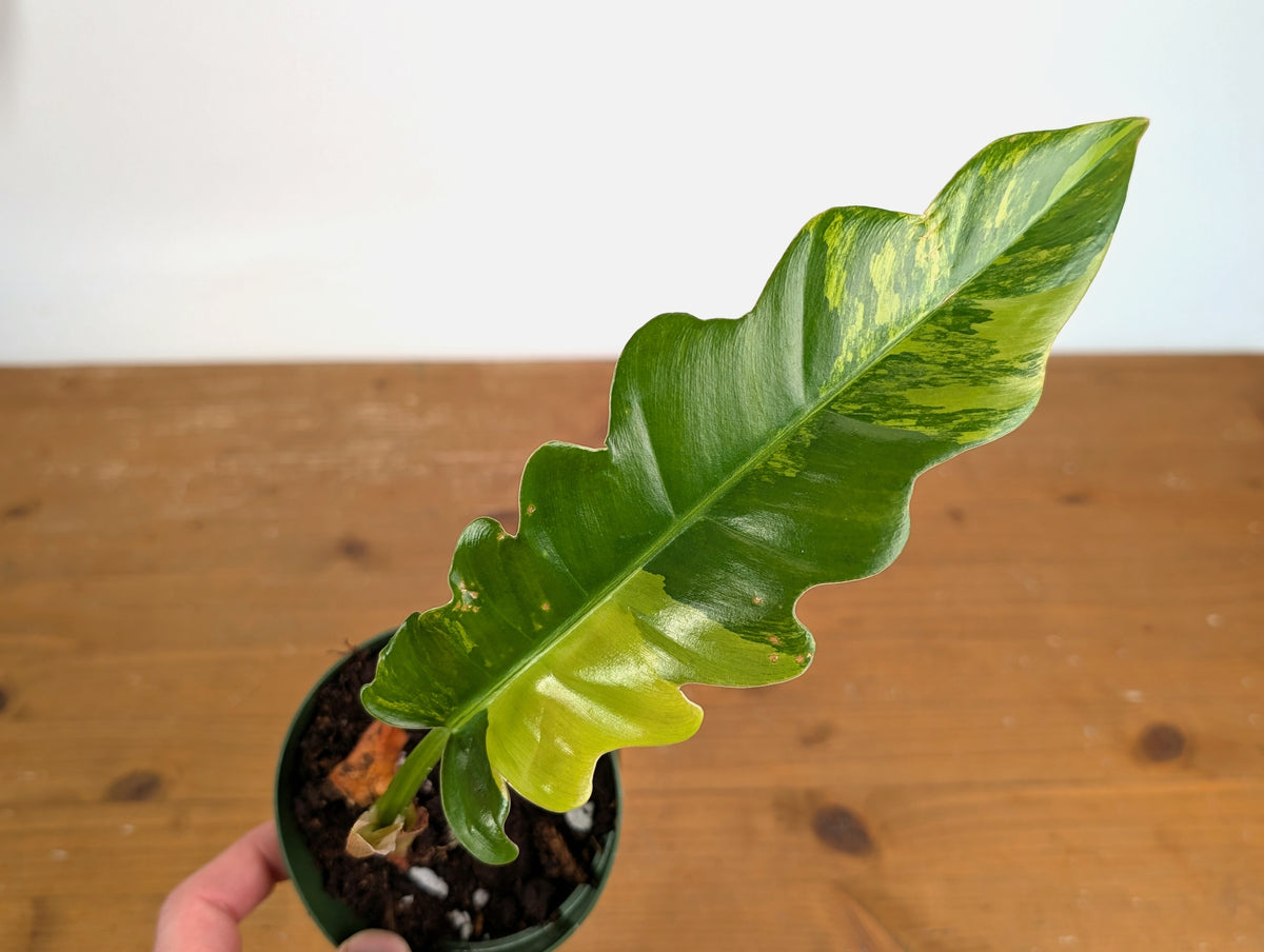 Philodendron Narrow 'Jungle Boogie' Variegated - Exact Plant #20B - 4 inch pot