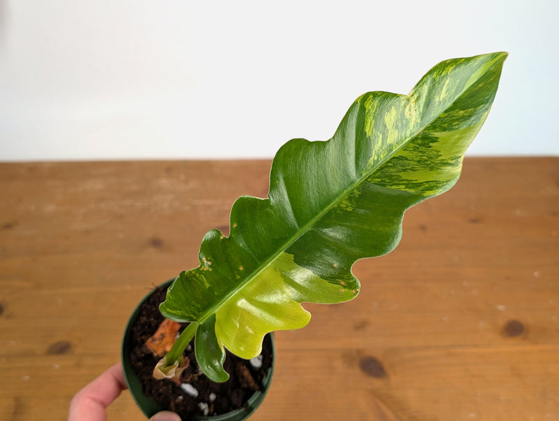 Philodendron Narrow 'Jungle Boogie' Variegated - Exact Plant #20B - 4 inch pot