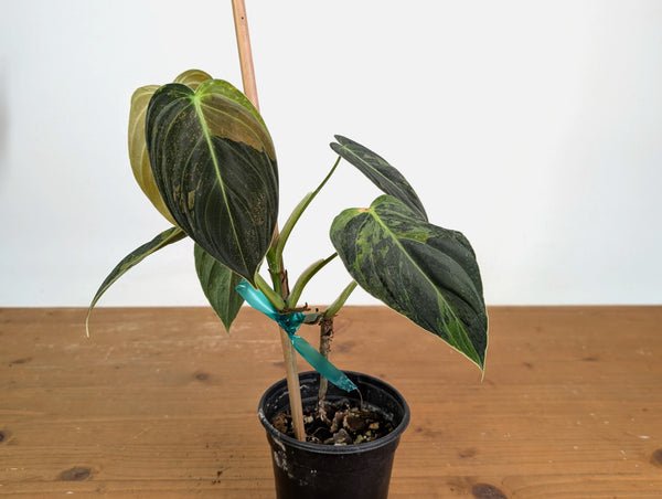 Philodendron Melanochrysum Variegated (Exact #20B) 4 inch