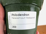 Philodendron Melanochrysum Variegated (Exact #20D) 4 inch