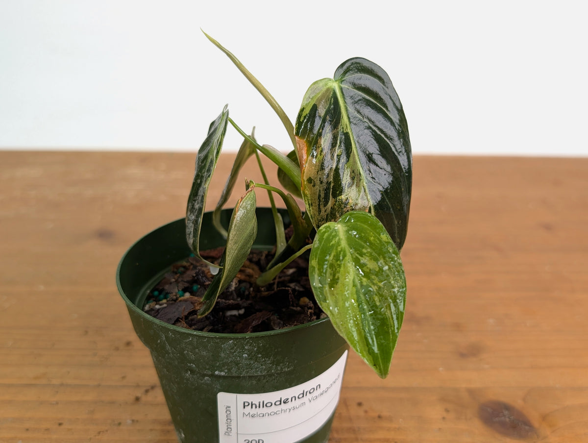 Philodendron Melanochrysum Variegated (Exact #20D) 4 inch