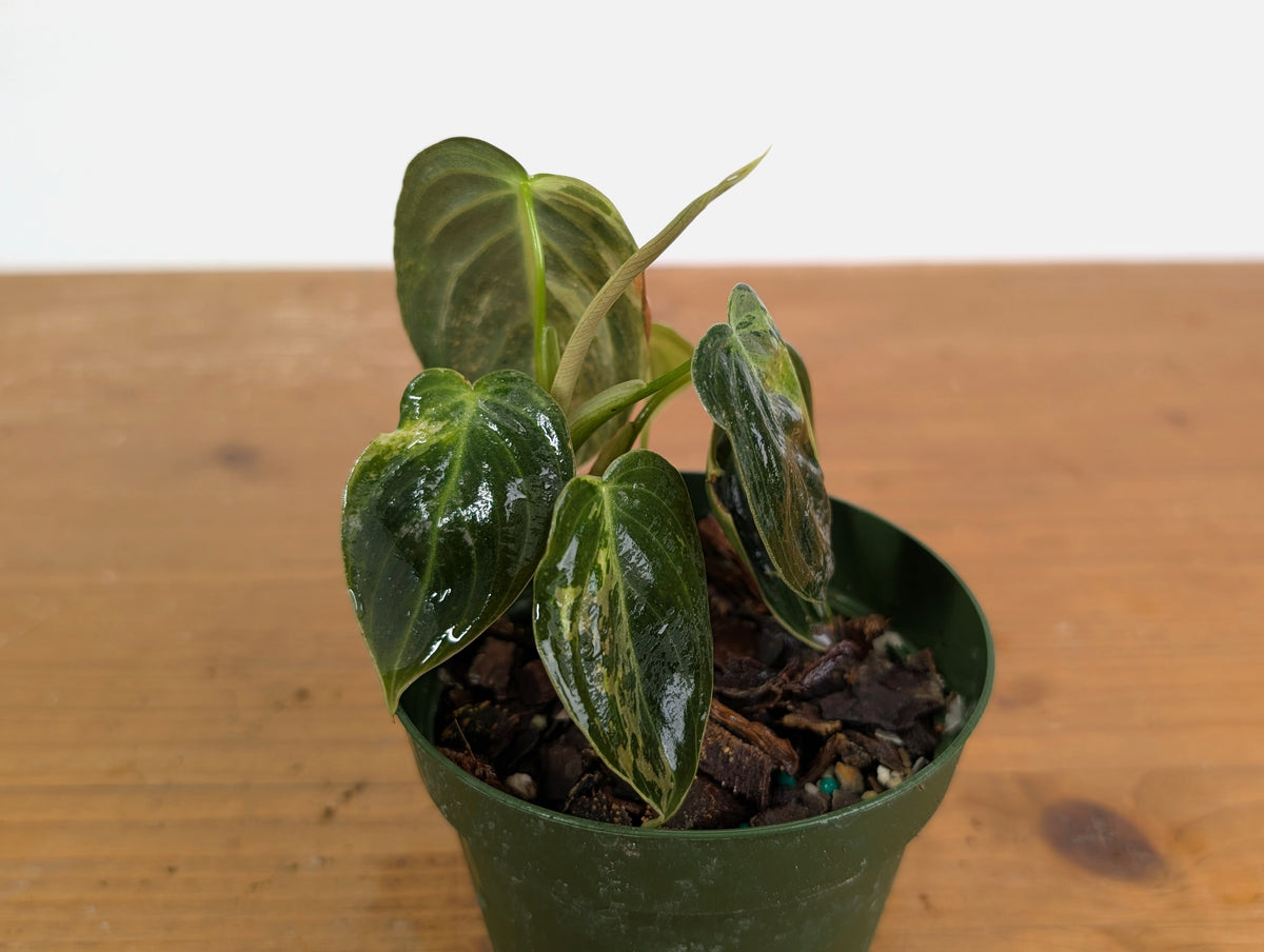 Philodendron Melanochrysum Variegated (Exact #20D) 4 inch