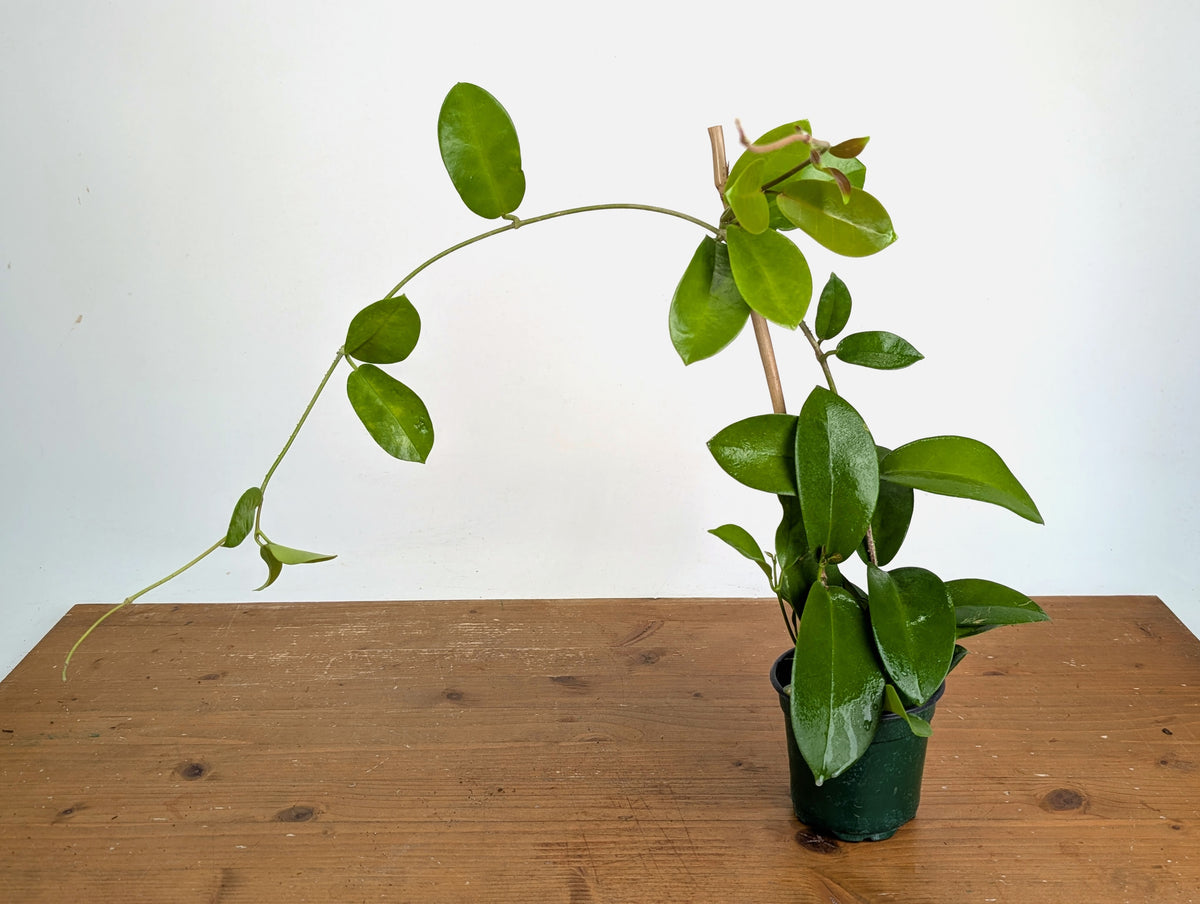 Hoya Skinneriana Fragrant Blooming Vining Houseplant 4 inch pot