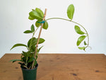 Hoya Skinneriana Fragrant Blooming Vining Houseplant 4 inch pot