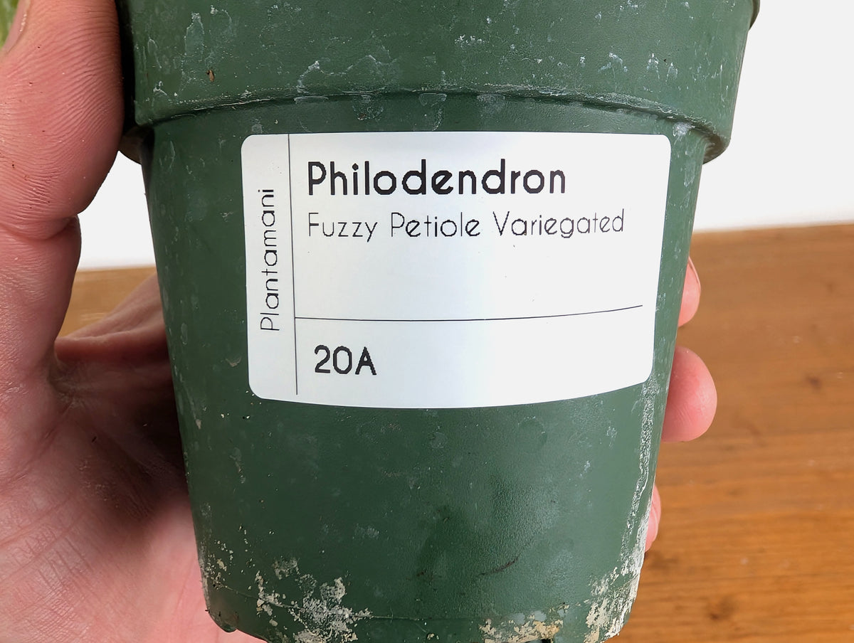 Philodendron Fuzzy Petiole Variegated - Exact Plant - #20A
