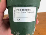 Philodendron Fuzzy Petiole Variegated - Exact Plant - #20A