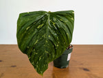 Philodendron Fuzzy Petiole Variegated - Exact Plant - #20A