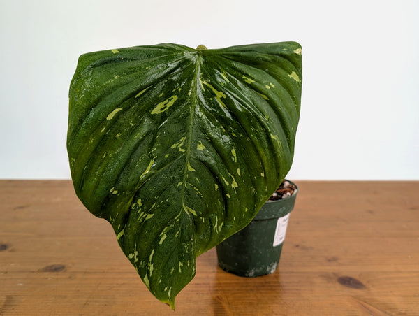 Philodendron Fuzzy Petiole Variegated - Exact Plant - #20A