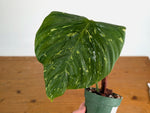 Philodendron Fuzzy Petiole Variegated - Exact Plant - #20A