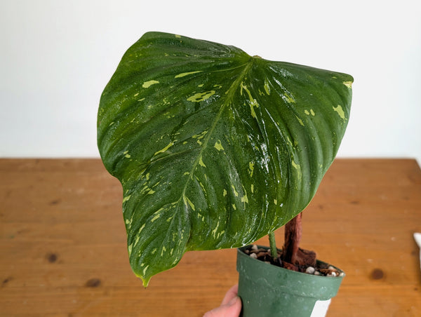 Philodendron Fuzzy Petiole Variegated - Exact Plant - #20A