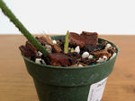 Philodendron Fuzzy Petiole Variegated - Exact Plant - #20A