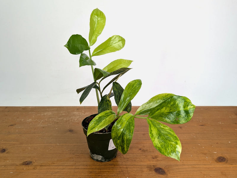 Variegated ZZ Plant - Exact #20A - 4 inch