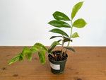 Variegated ZZ Plant - Exact #20A - 4 inch
