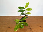 Variegated ZZ Plant - Exact #20A - 4 inch
