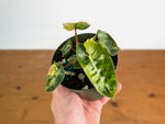 Philodendron Billietiae Variegated