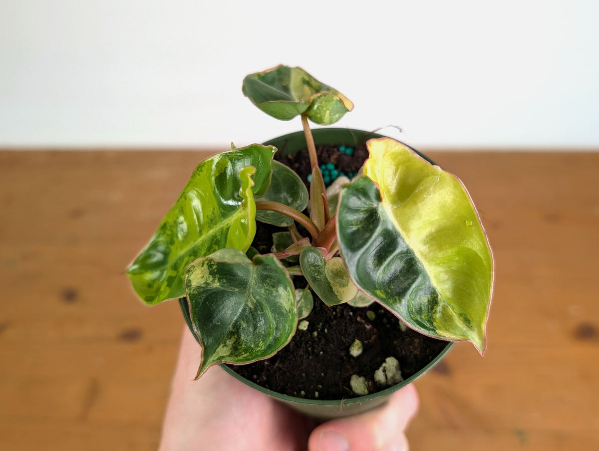 Philodendron Billietiae Variegated