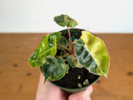 Philodendron Billietiae Variegated