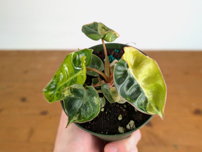 Philodendron Billietiae Variegated