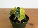 Philodendron Billietiae Variegated