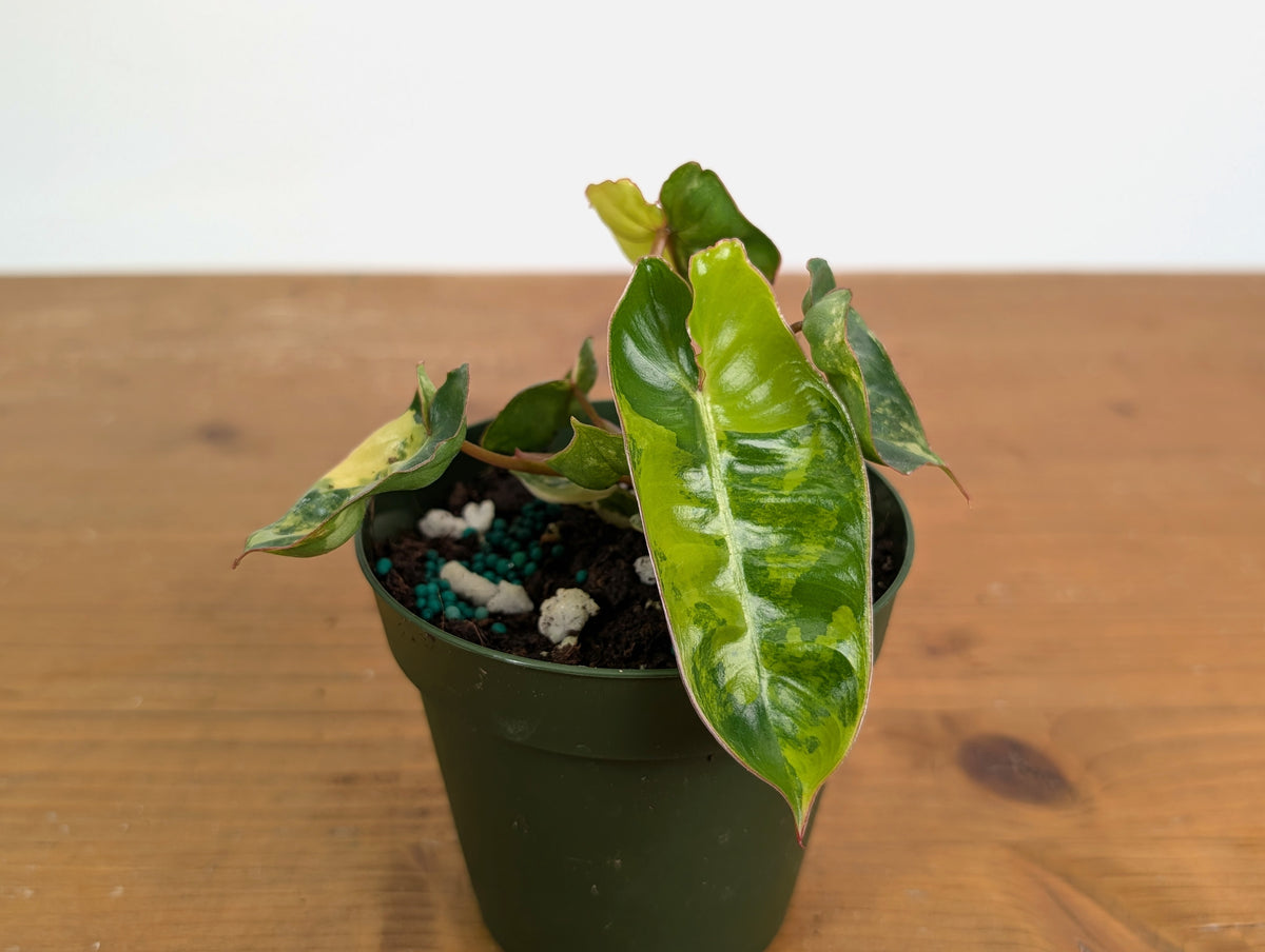 Philodendron Billietiae Variegated