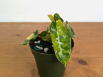 Philodendron Billietiae Variegated