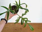 Philodendron Florida Beauty x Polypodioides Variegated - Exact #20A - 4 inch