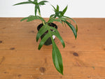 Philodendron Florida Beauty x Polypodioides Variegated - Exact #20A - 4 inch