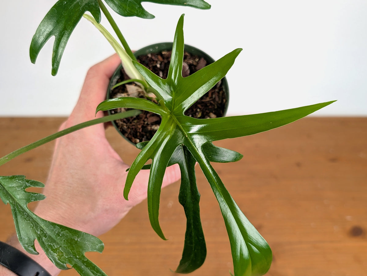 Philodendron Florida Beauty x Polypodioides Variegated - Exact #20A - 4 inch