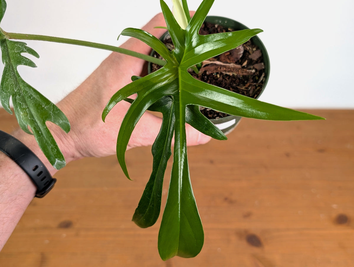 Philodendron Florida Beauty x Polypodioides Variegated - Exact #20A - 4 inch