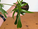 Philodendron Florida Beauty x Polypodioides Variegated - Exact #20A - 4 inch