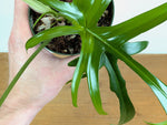Philodendron Florida Beauty x Polypodioides Variegated - Exact #20A - 4 inch