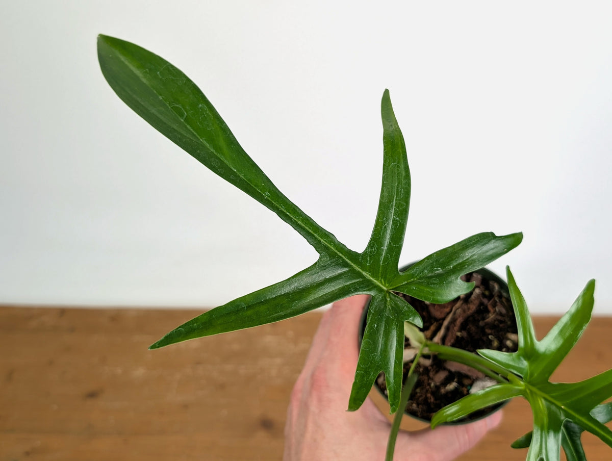 Philodendron Florida Beauty x Polypodioides Variegated - Exact #20A - 4 inch