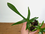Philodendron Florida Beauty x Polypodioides Variegated - Exact #20A - 4 inch