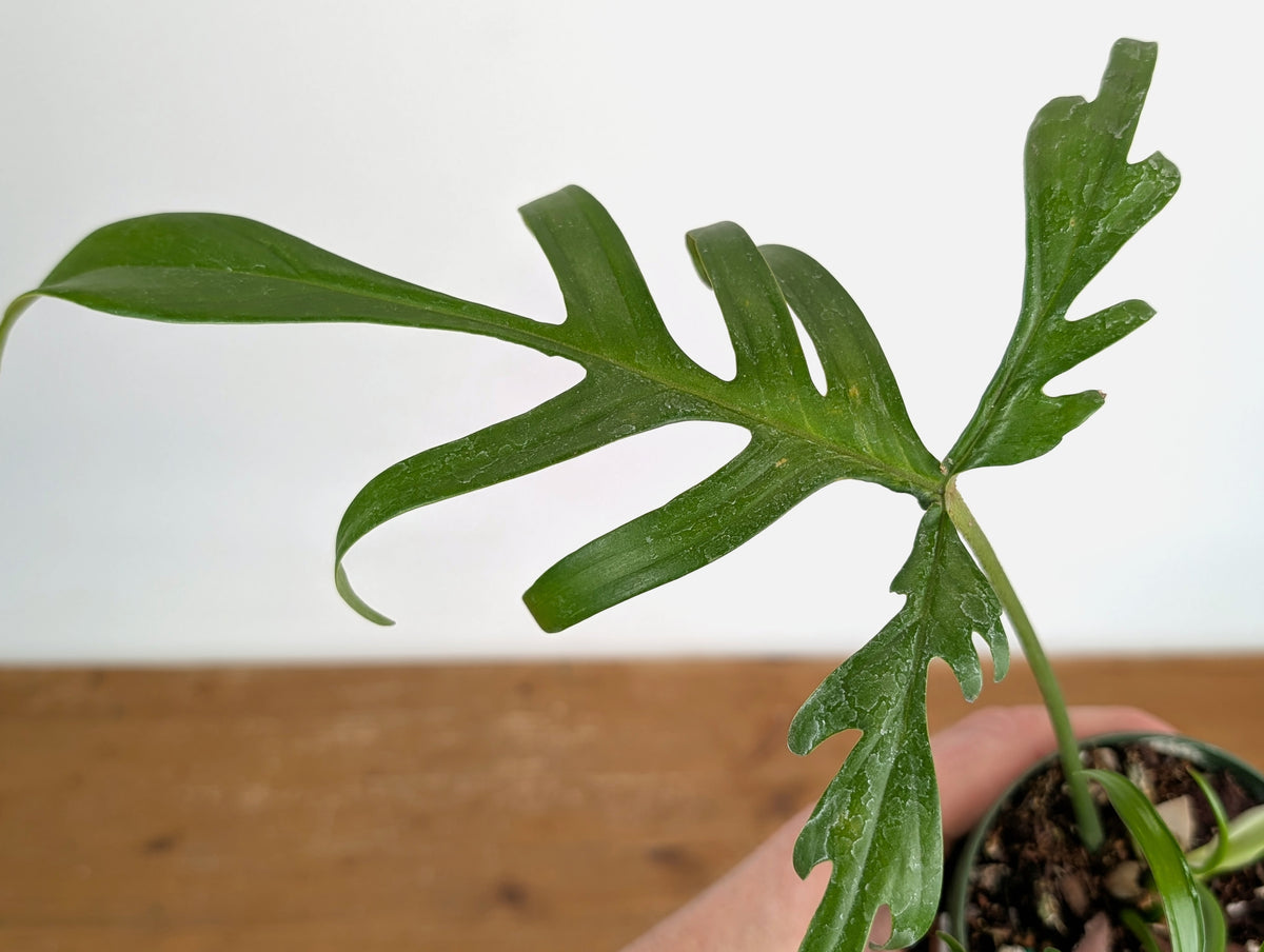 Philodendron Florida Beauty x Polypodioides Variegated - Exact #20A - 4 inch