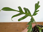Philodendron Florida Beauty x Polypodioides Variegated - Exact #20A - 4 inch