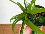 Philodendron Florida Beauty x Polypodioides Variegated - Exact #20A - 4 inch