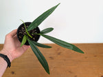 Anthurium Perangustum cf