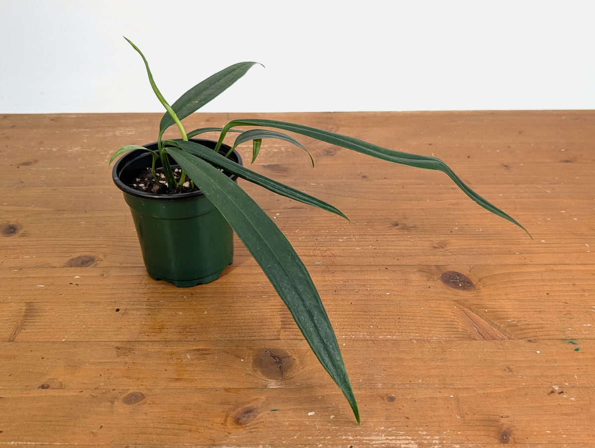 Anthurium Perangustum cf