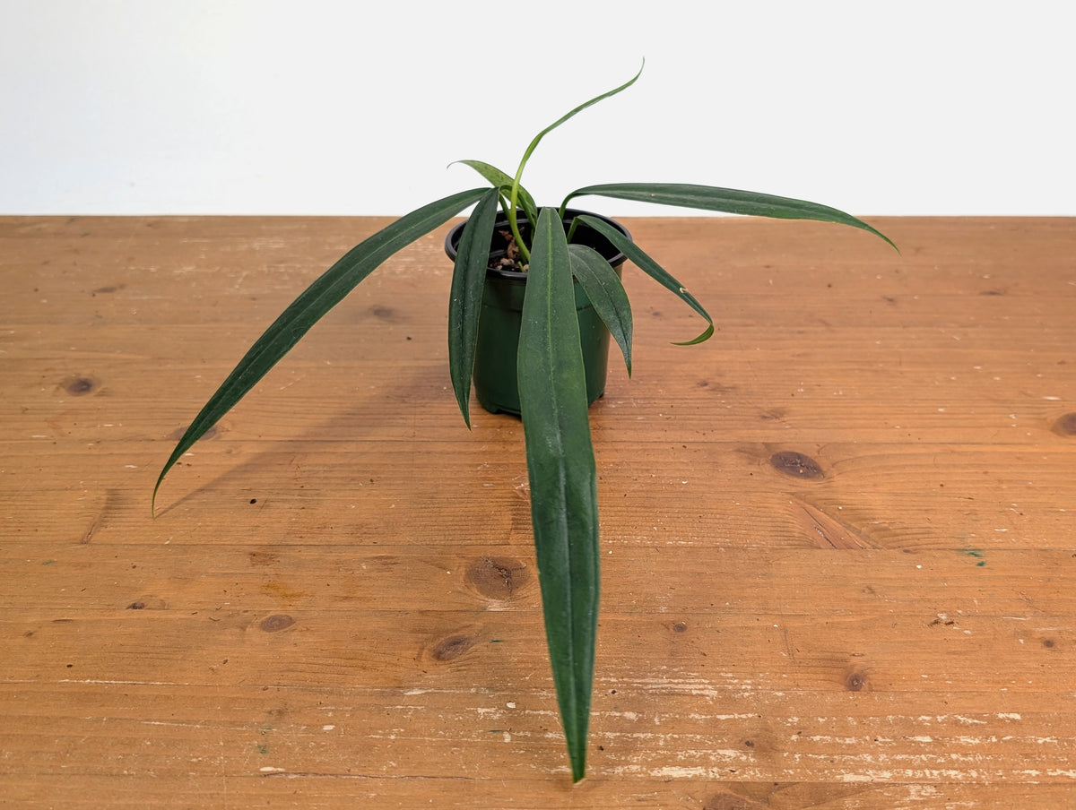 Anthurium Perangustum cf
